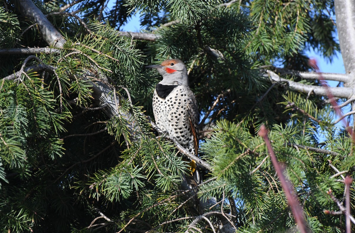 Northern Flicker (Yellow-shafted x Red-shafted) - ML646153452