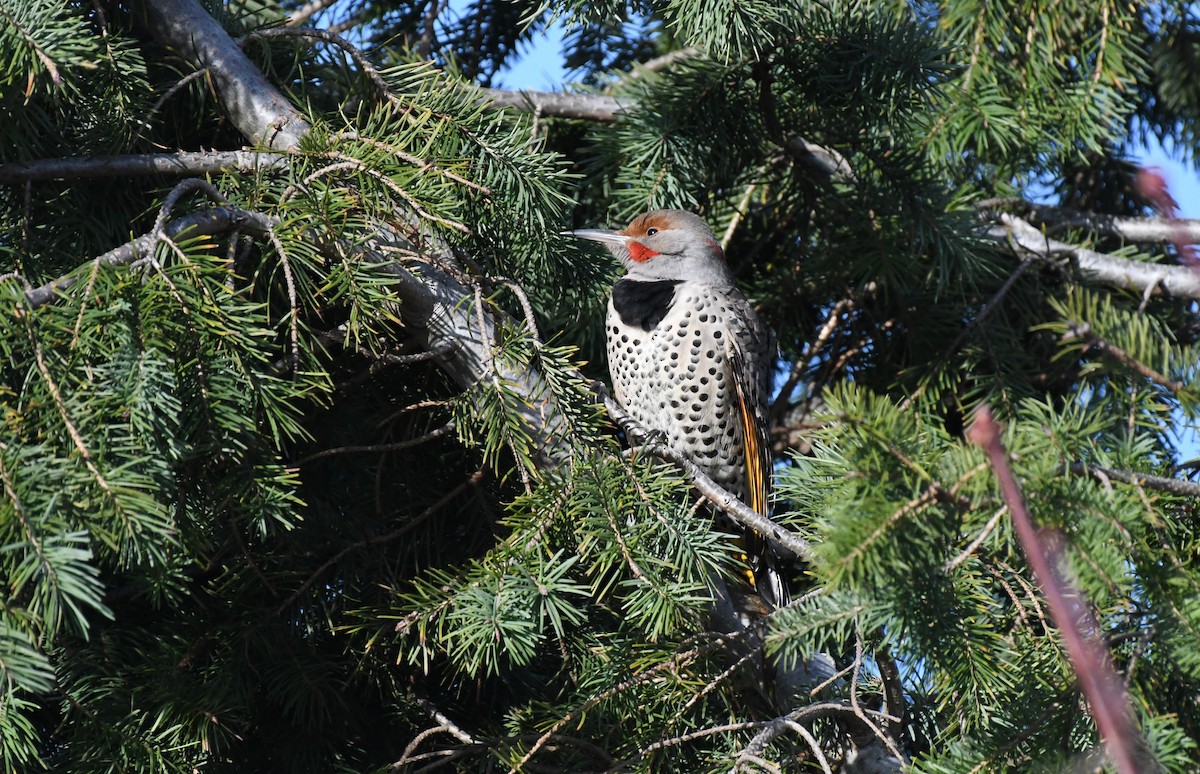 Northern Flicker (Yellow-shafted x Red-shafted) - ML646153453