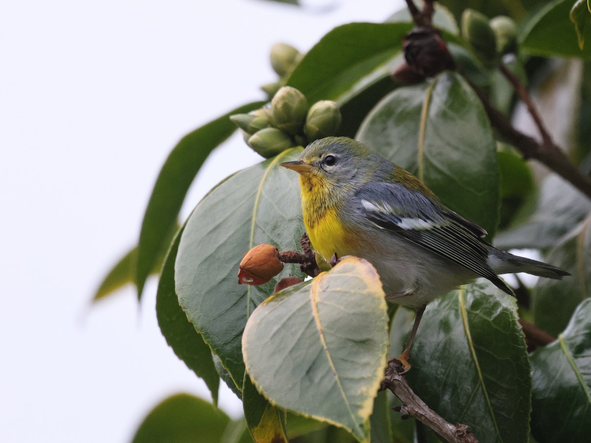 Paruline à collier - ML646153455