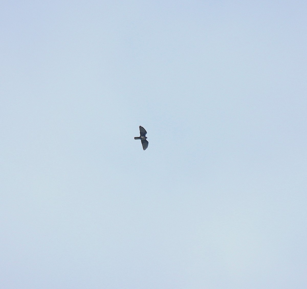 Black Baza - ML646153457