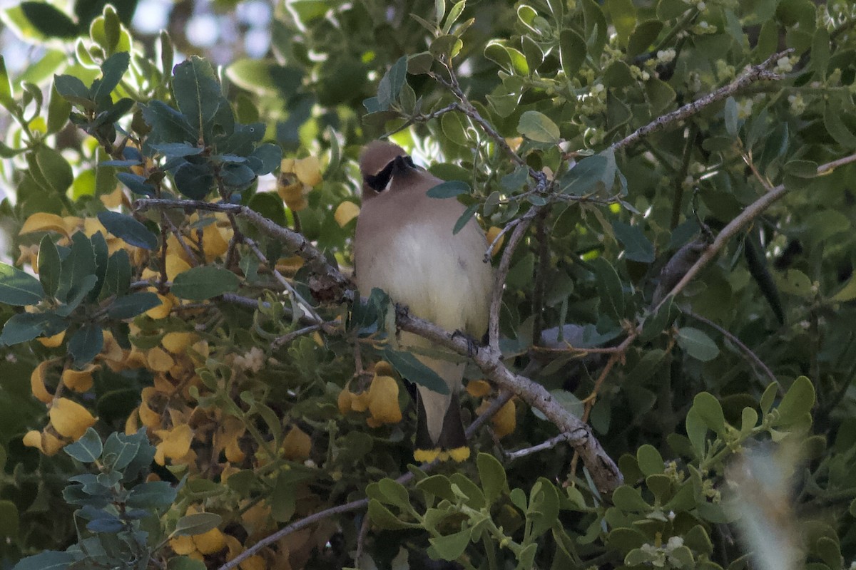 Cedar Waxwing - ML646153463