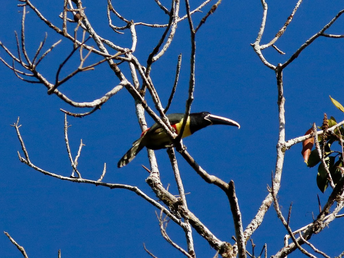 Black-necked Aracari - ML646153466