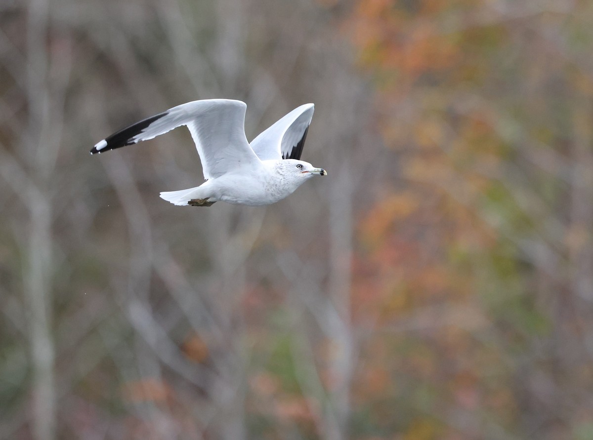 Ring-billed Gull - ML646153467