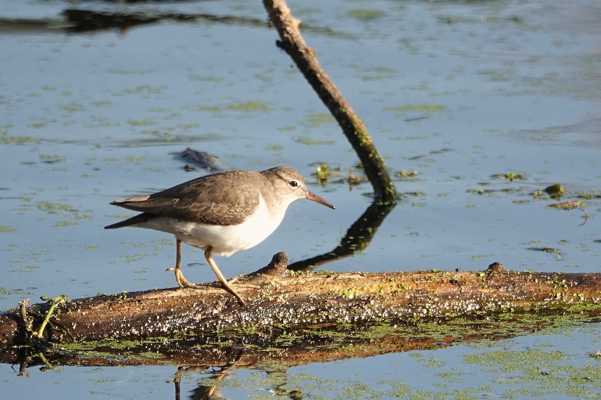 ביצנית נקודה - ML646153468