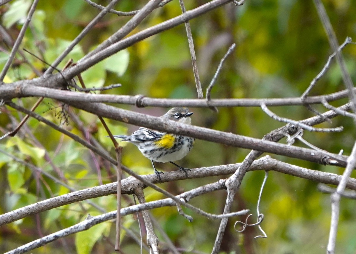 Yellow-rumped Warbler - ML646153469