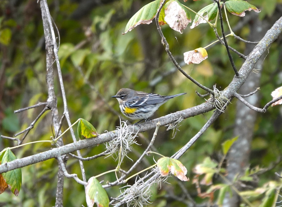 Yellow-rumped Warbler - ML646153470
