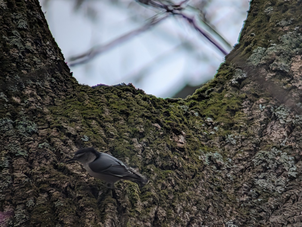 White-breasted Nuthatch - ML646153471