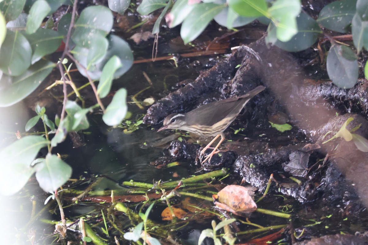 Louisiana Waterthrush - ML646153476