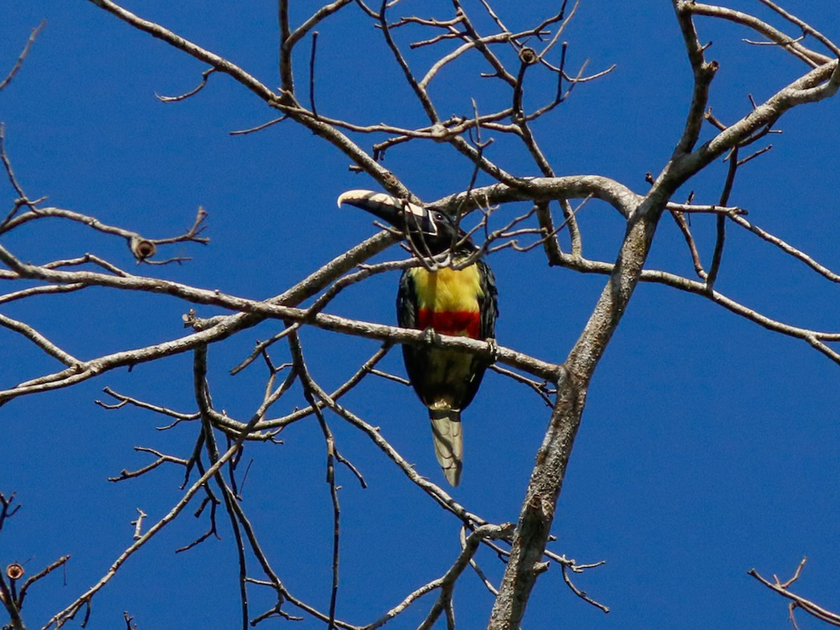 Black-necked Aracari - ML646153482