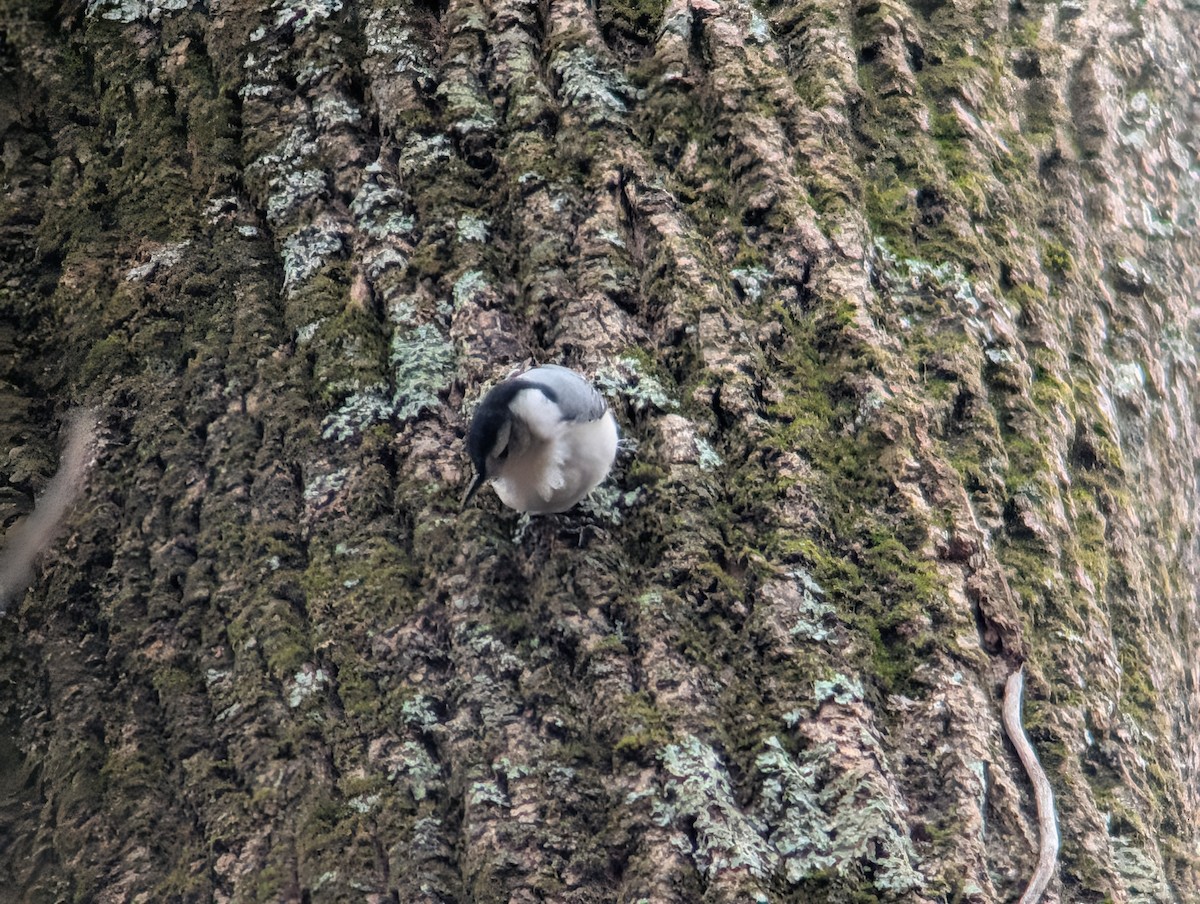 White-breasted Nuthatch - ML646153486