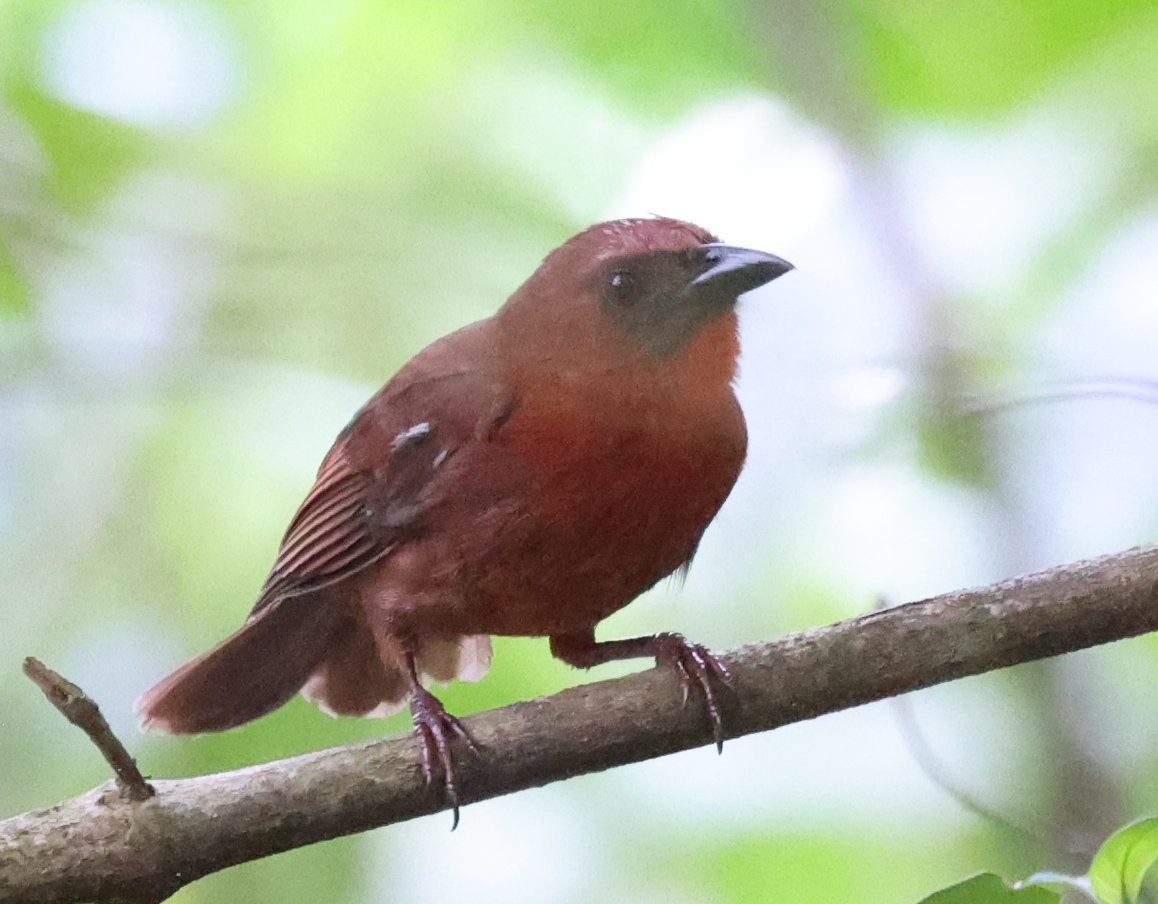 Red-throated Ant-Tanager - ML646153489