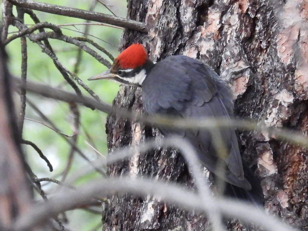 Pileated Woodpecker - ML646153491