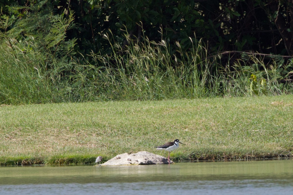Black-necked Stilt - ML646153495