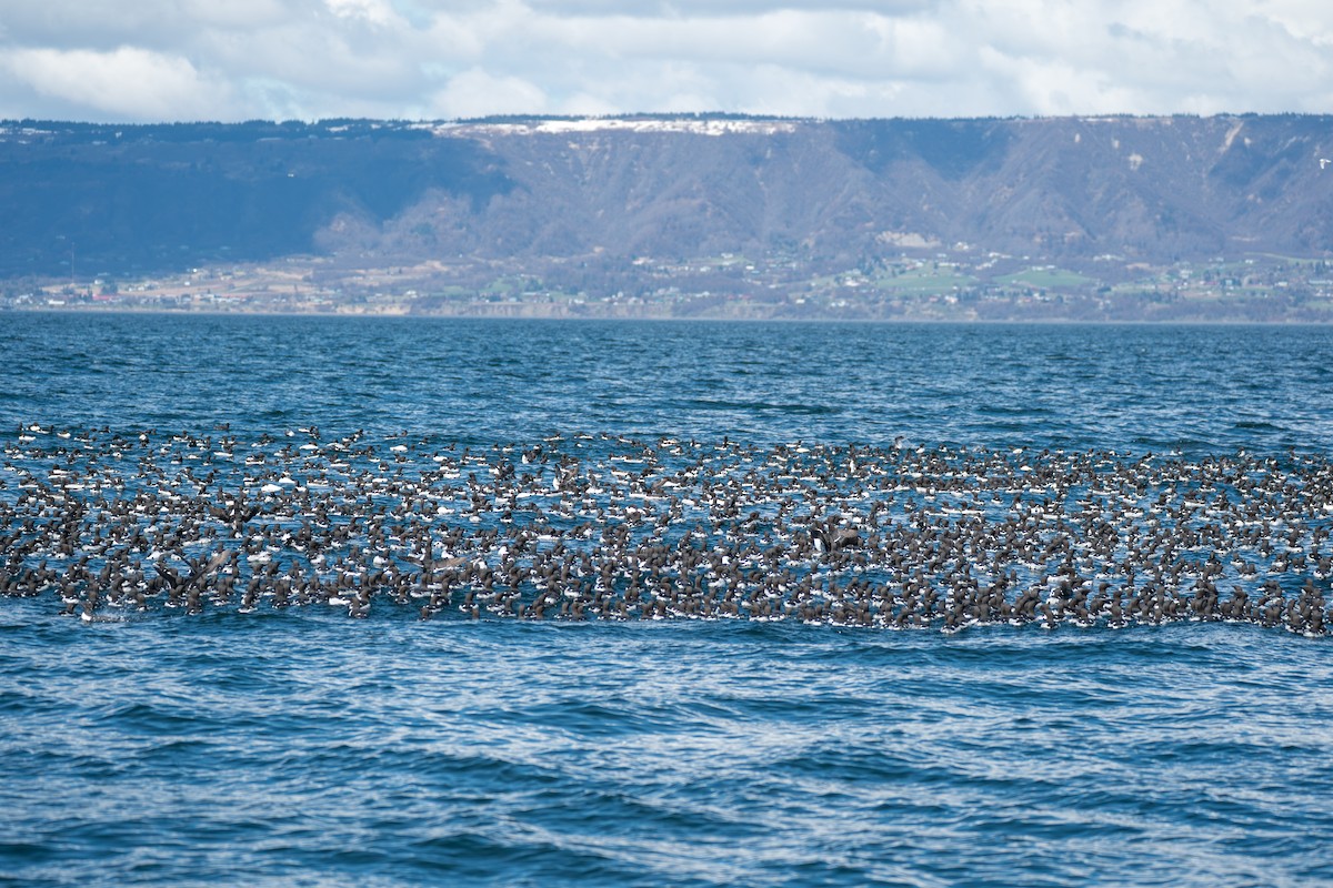 Martin pottorroa - ML646153500