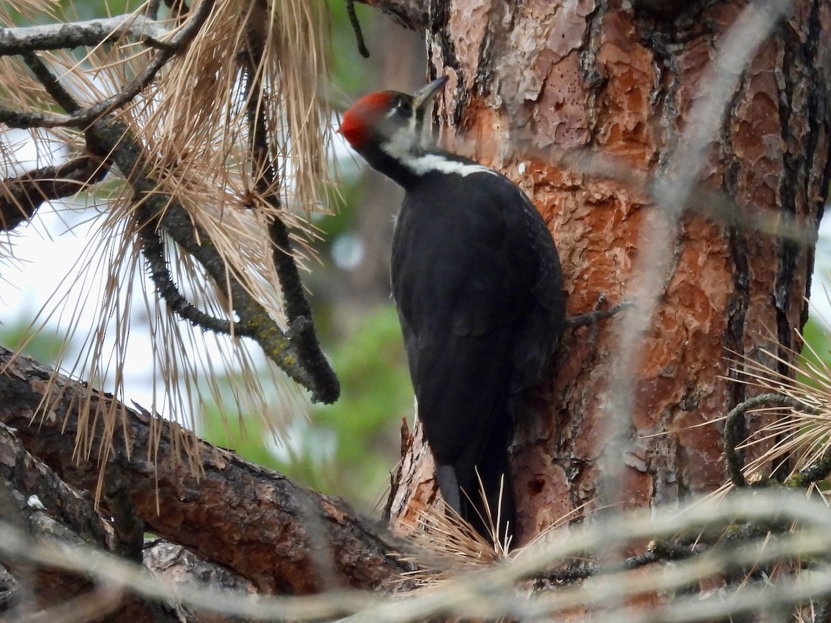 Pileated Woodpecker - ML646153503