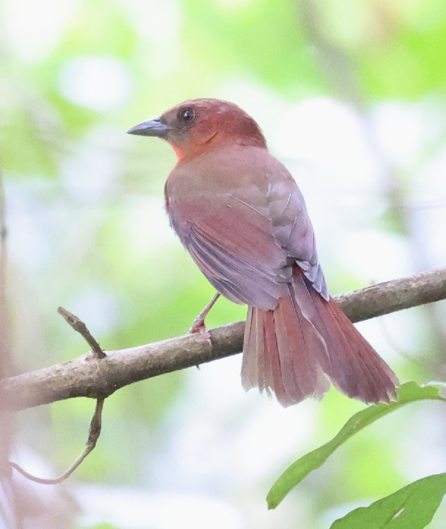 Red-throated Ant-Tanager - ML646153505