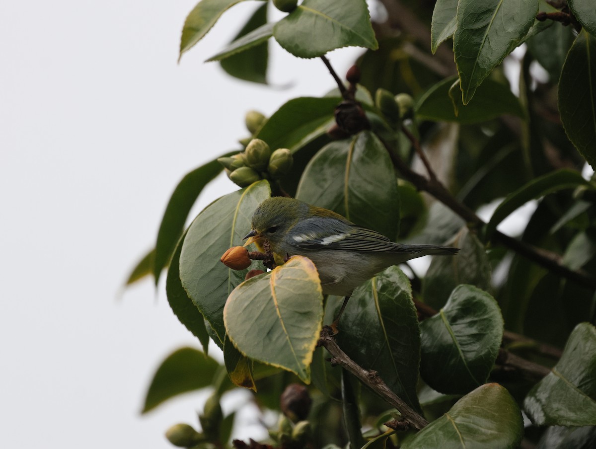 Paruline à collier - ML646153506