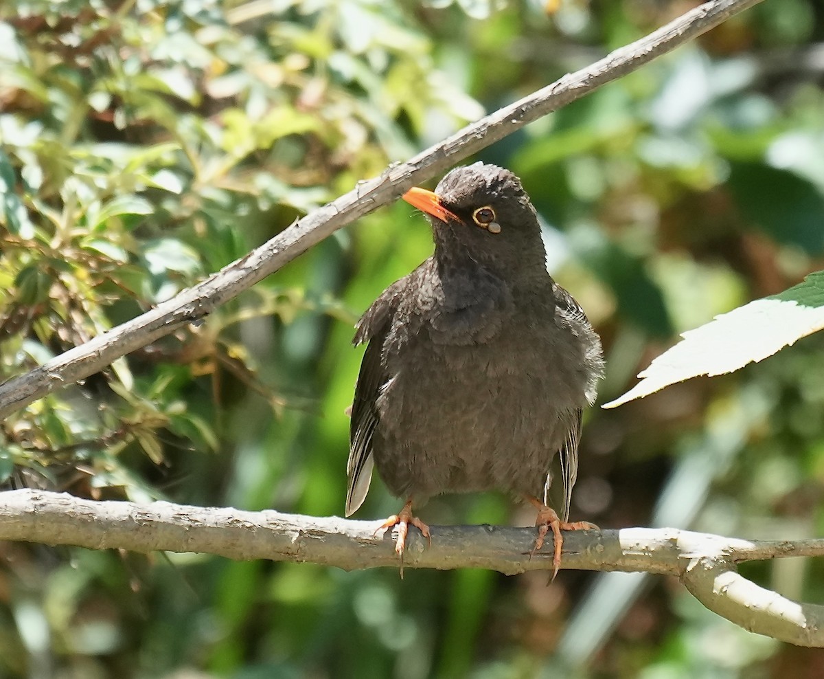 Chiguanco Thrush - ML646153512