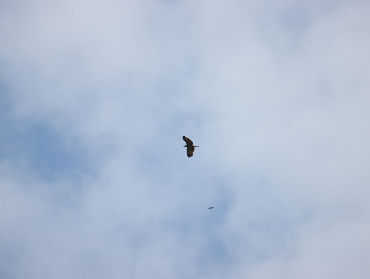 Oriental Honey-buzzard - ML646153514