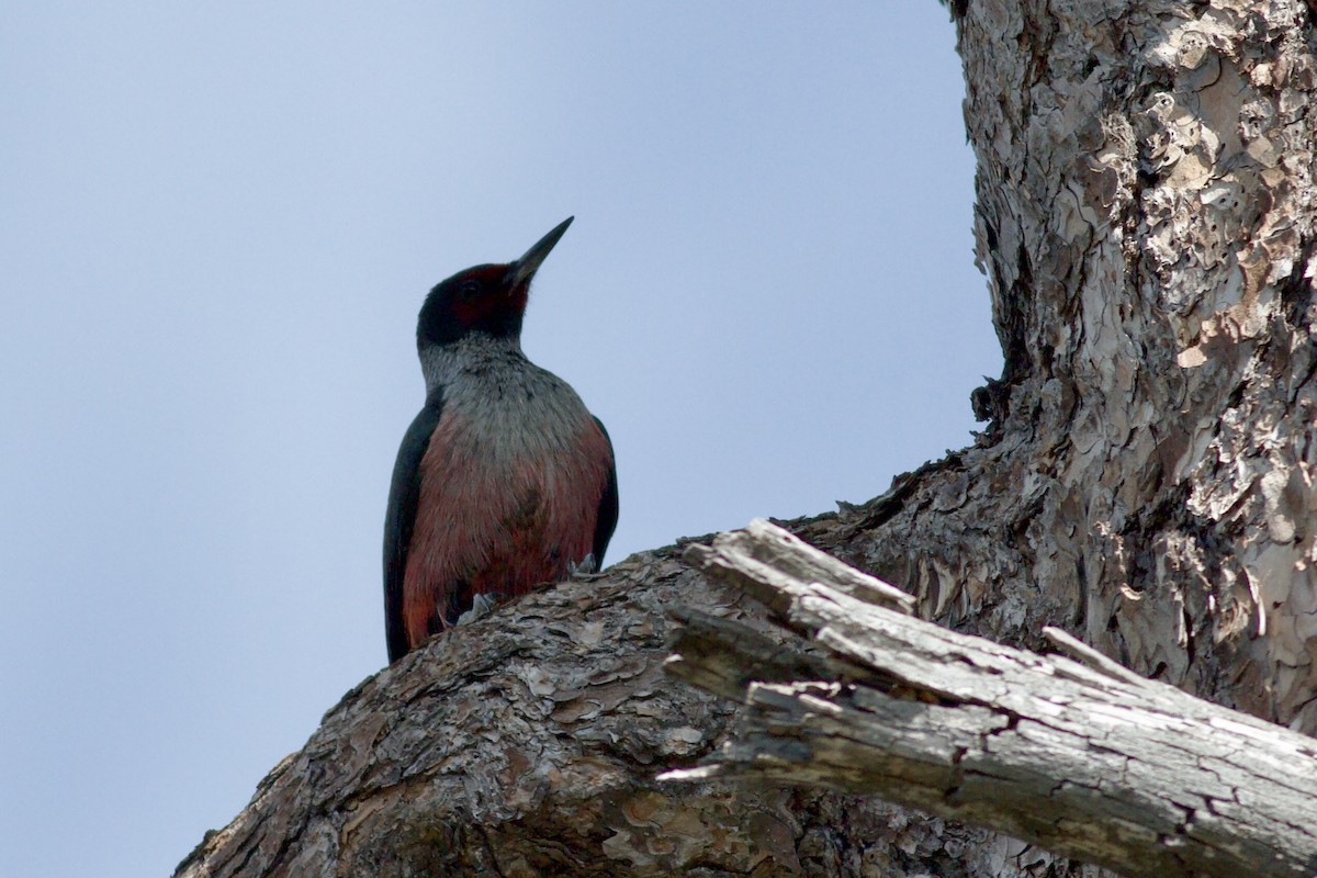 Lewis's Woodpecker - ML646153516
