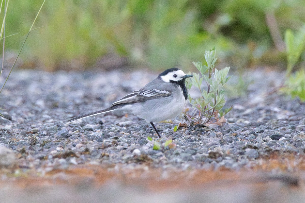 White Wagtail (White-faced) - ML646153518