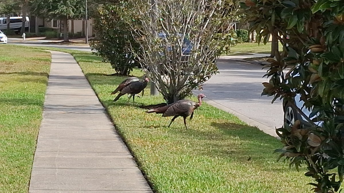 Wild Turkey - ML646153519