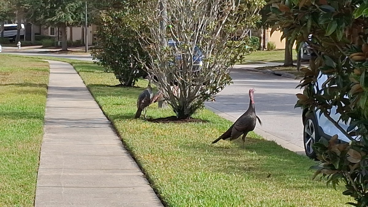 Wild Turkey - ML646153520