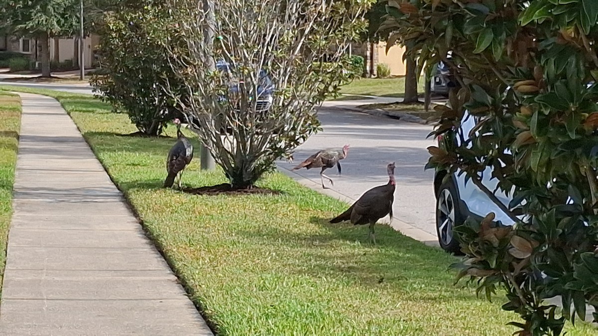 Wild Turkey - ML646153521