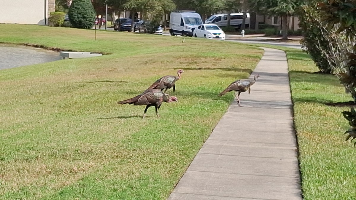 Wild Turkey - ML646153522