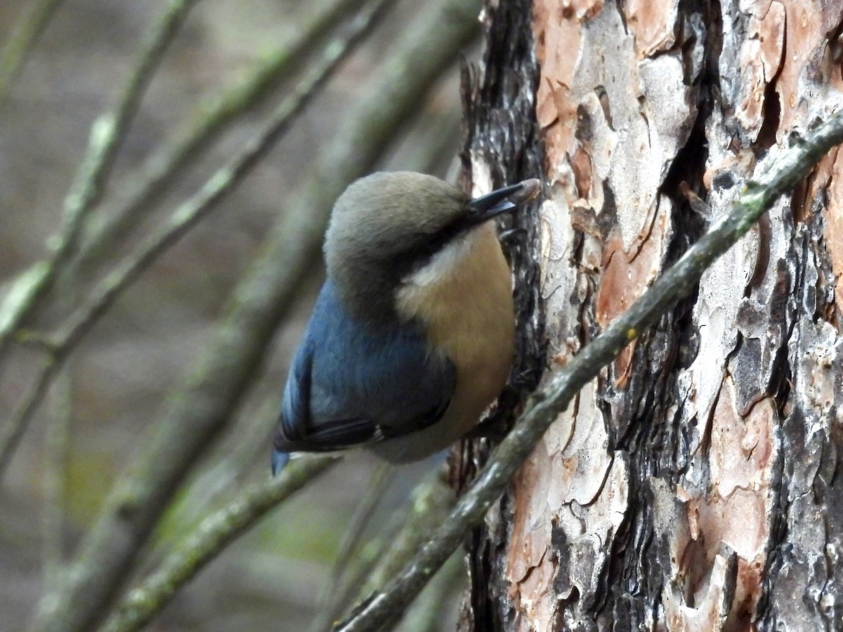 Pygmy Nuthatch - ML646153524