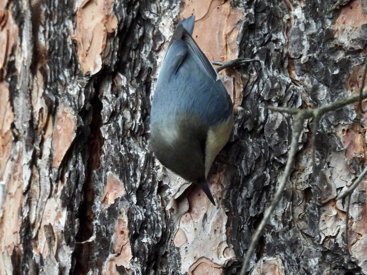 Pygmy Nuthatch - ML646153525