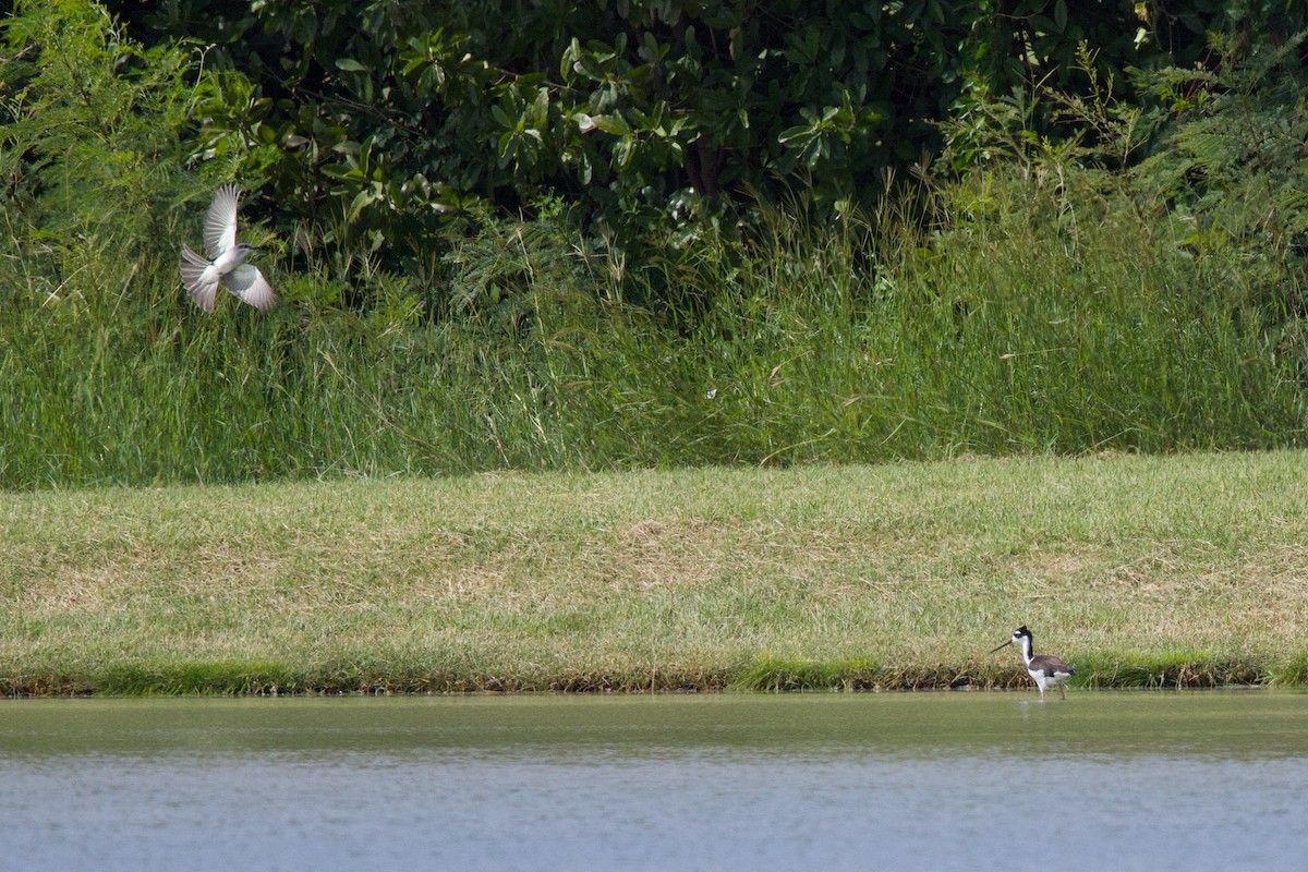 Gray Kingbird - ML646153527