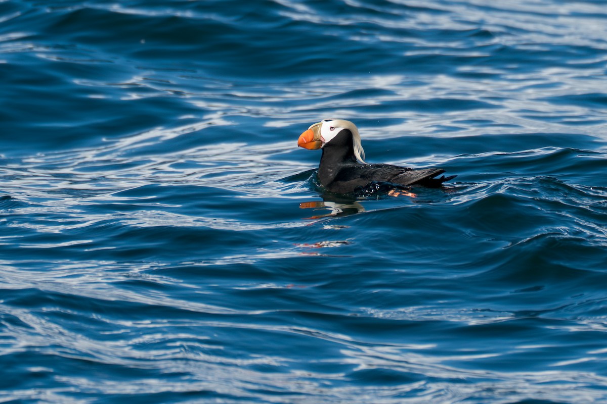 Lanperna-musu iluna - ML646153531