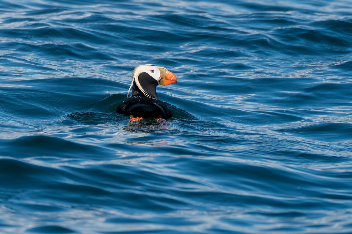 Lanperna-musu iluna - ML646153532