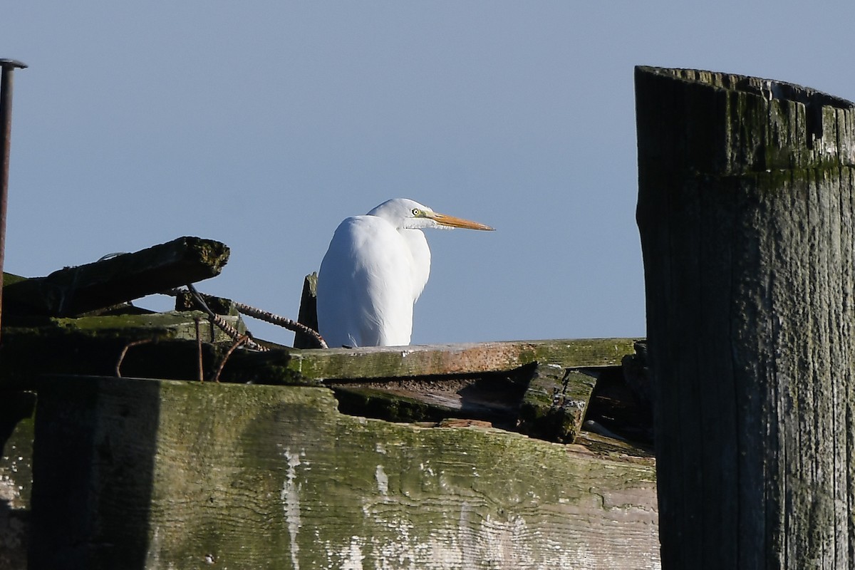 ダイサギ - ML646153534