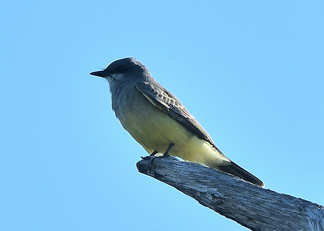 Cassin's Kingbird - ML646153537