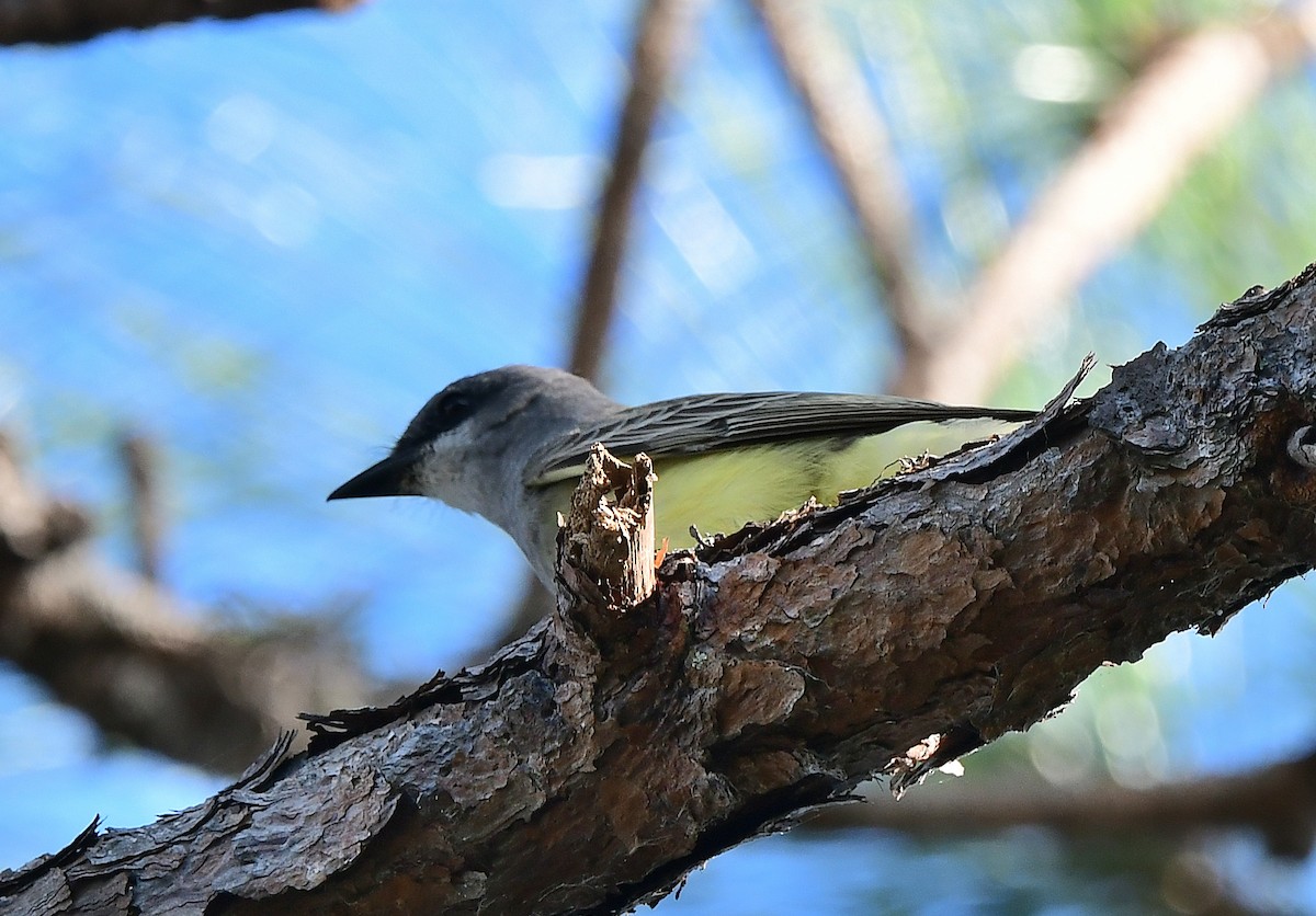 Cassin's Kingbird - ML646153538