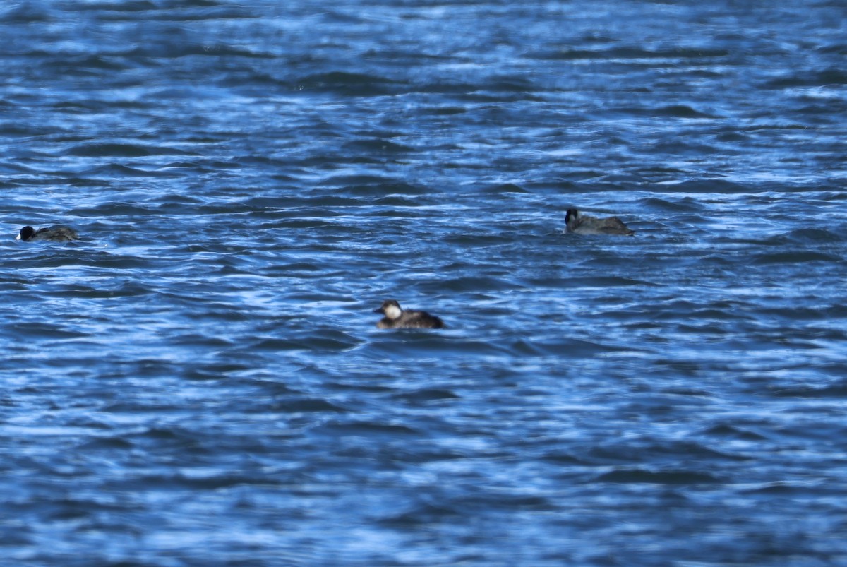 amerikasvartand - ML646153543