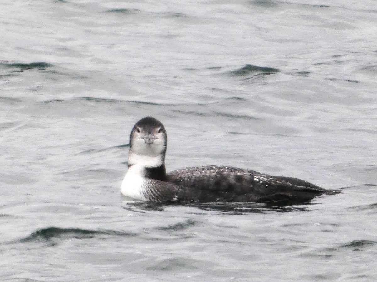 Common Loon - ML646153544