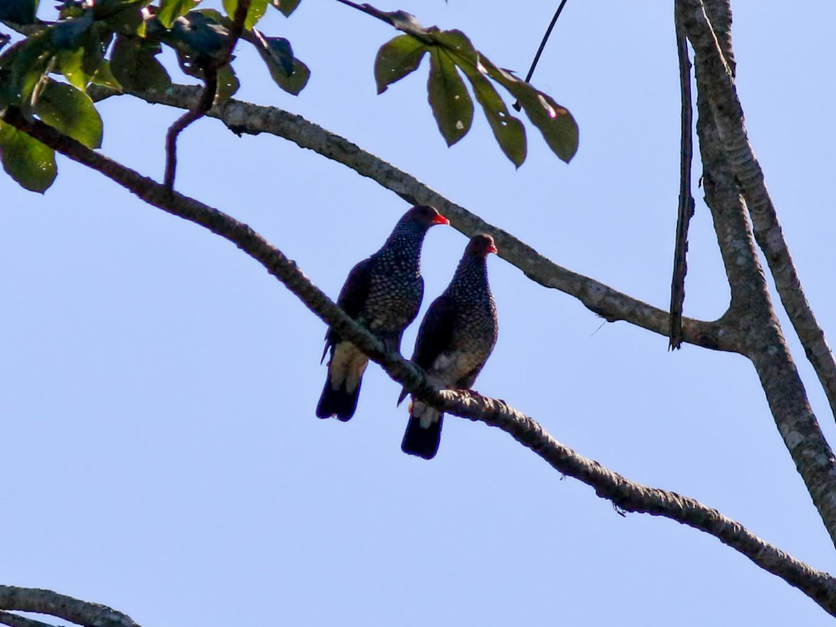 Scaled Pigeon - ML646153545