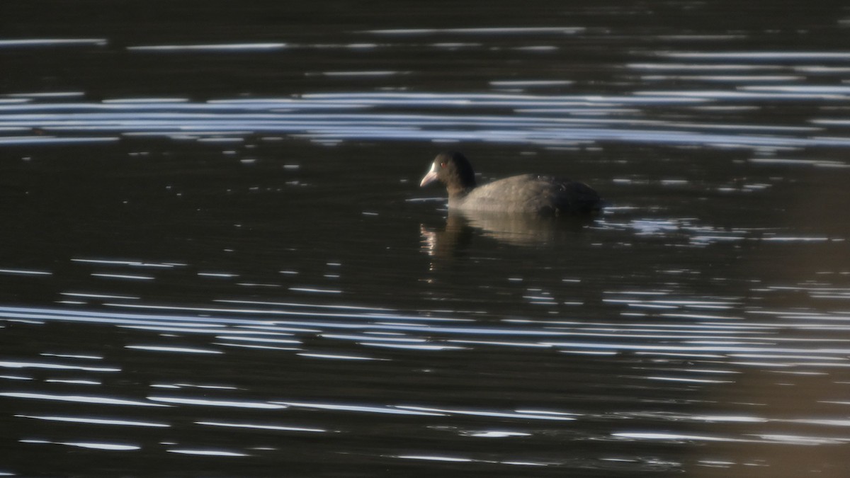lyska černá - ML646153546
