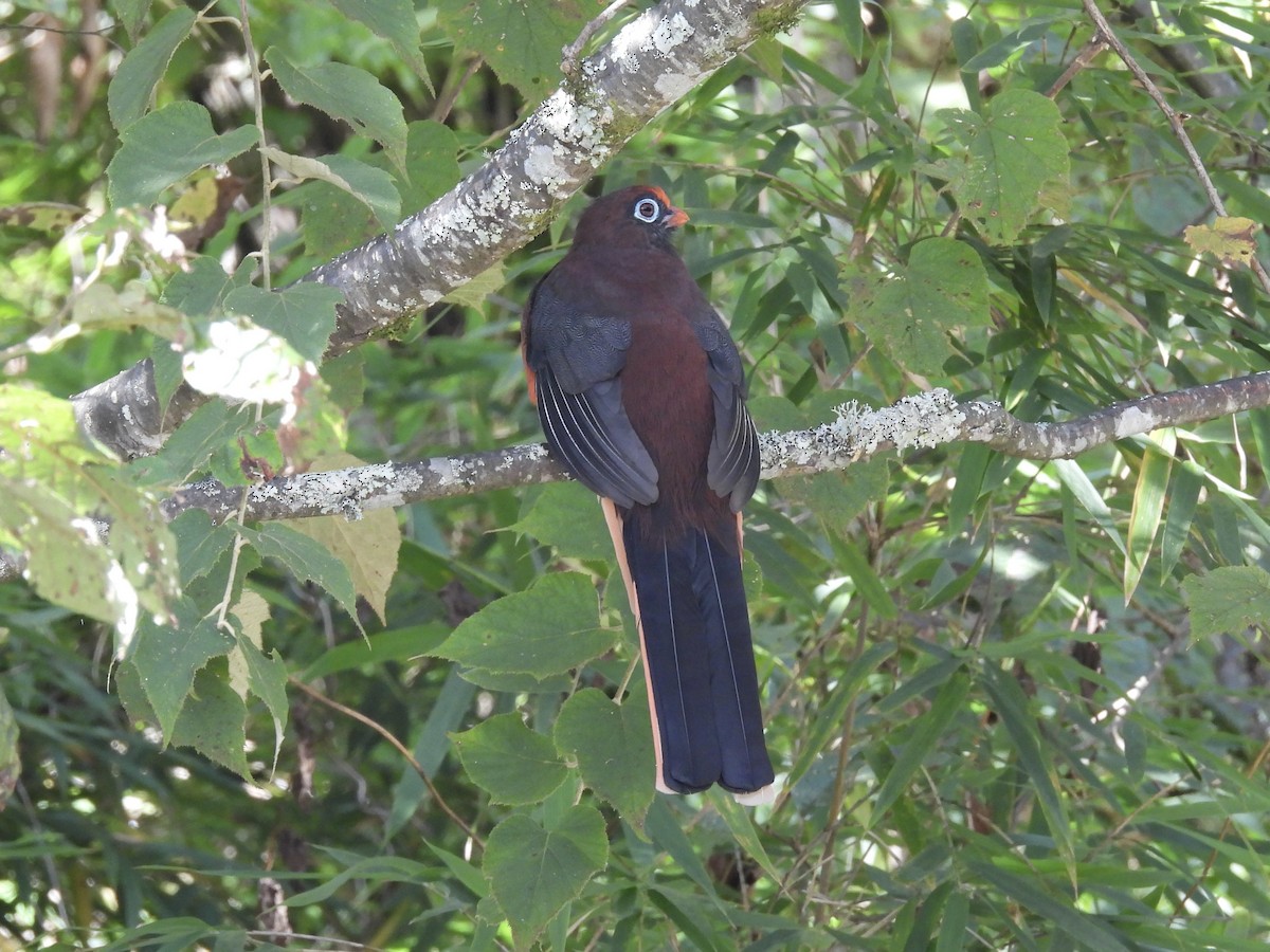 Ward's Trogon - ML646153548