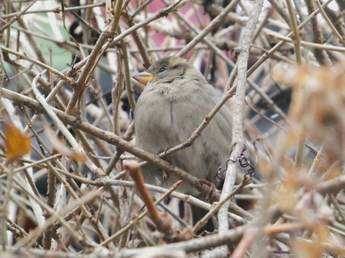 House Sparrow - ML646153549