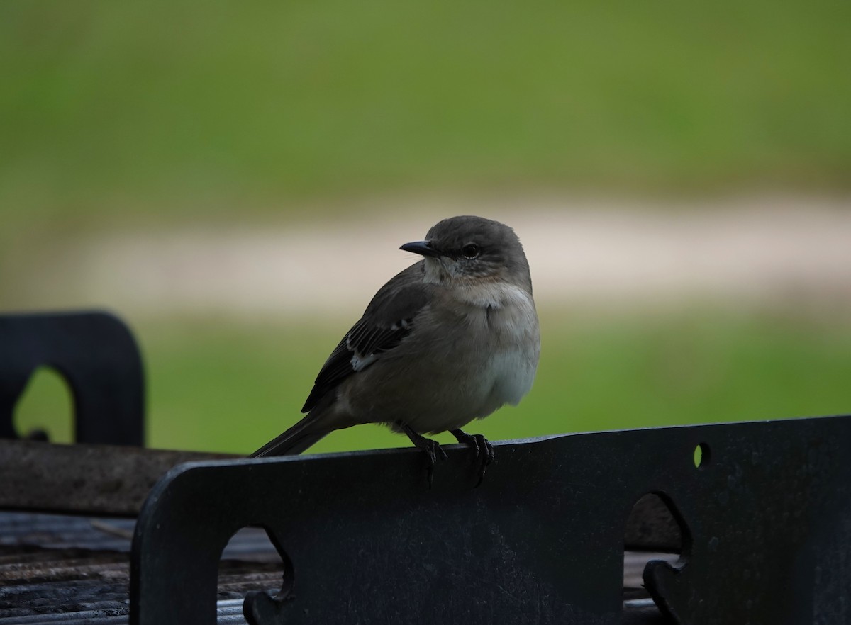 Northern Mockingbird - ML646153550