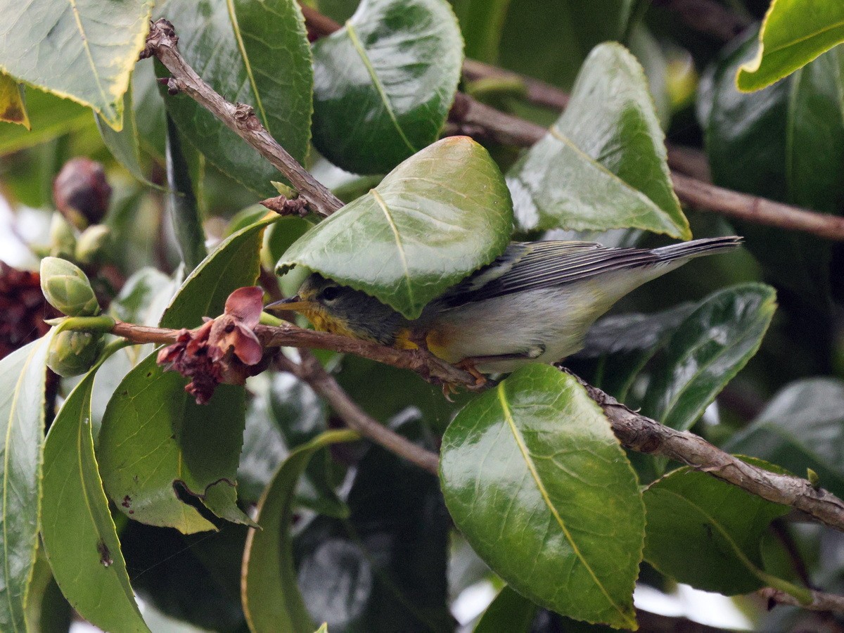 Paruline à collier - ML646153551