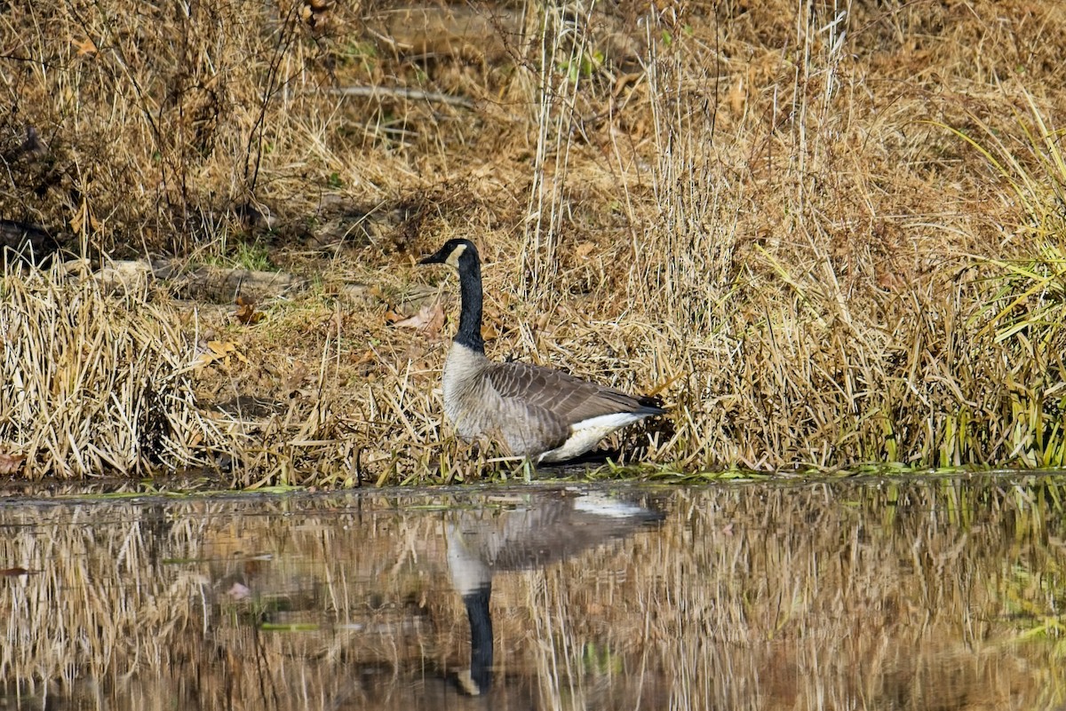 ברנטה קנדית - ML646153552