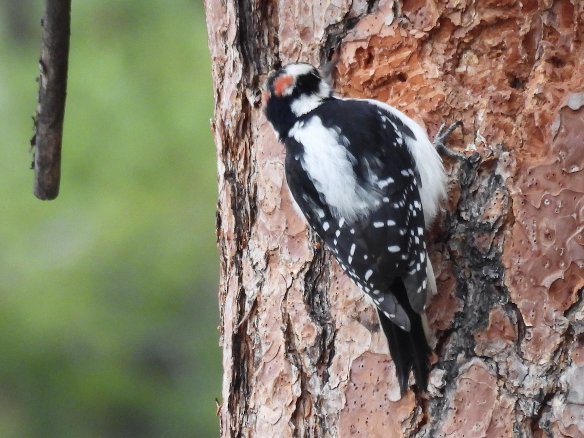 Hairy Woodpecker - ML646153553