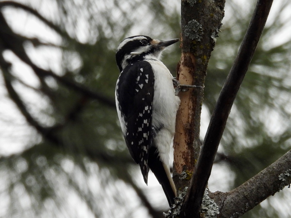 Hairy Woodpecker - ML646153554