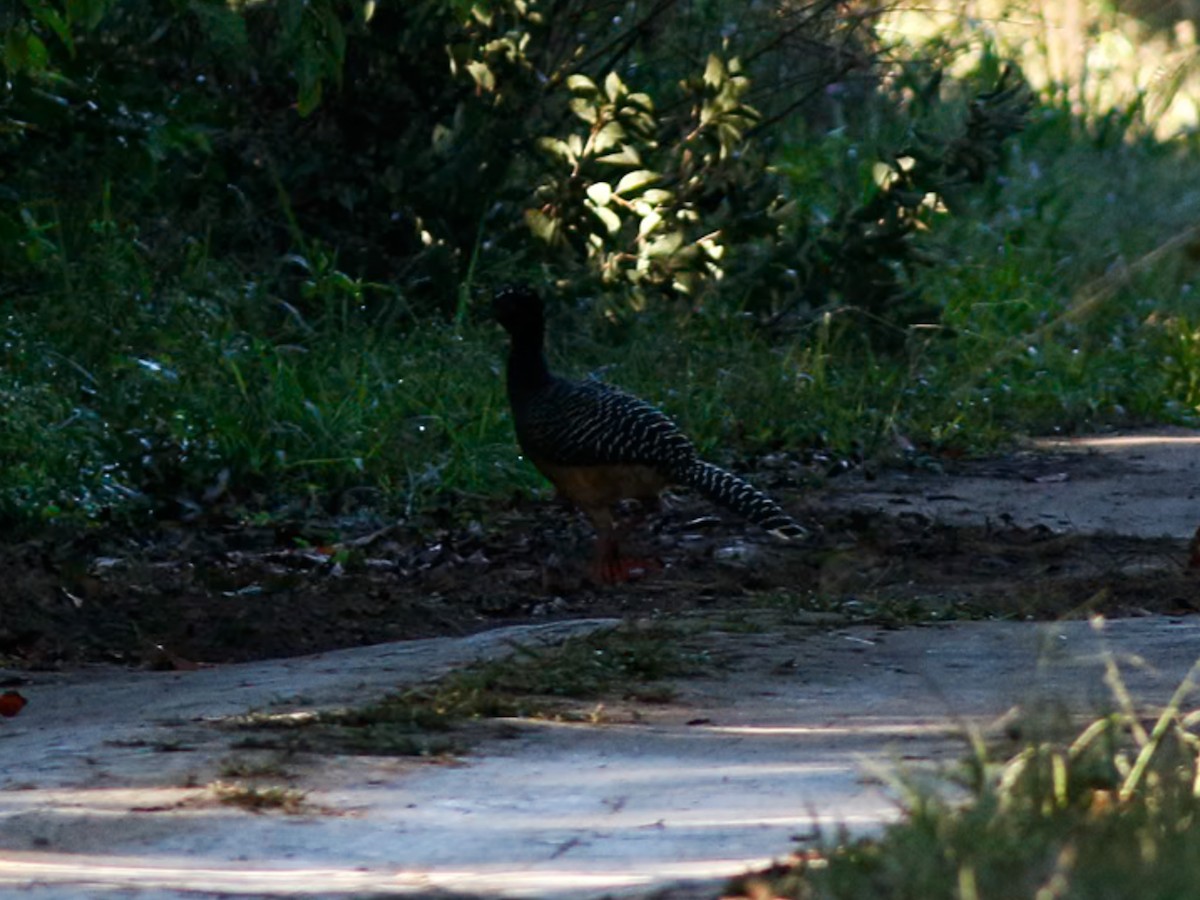 Bare-faced Curassow - ML646153555