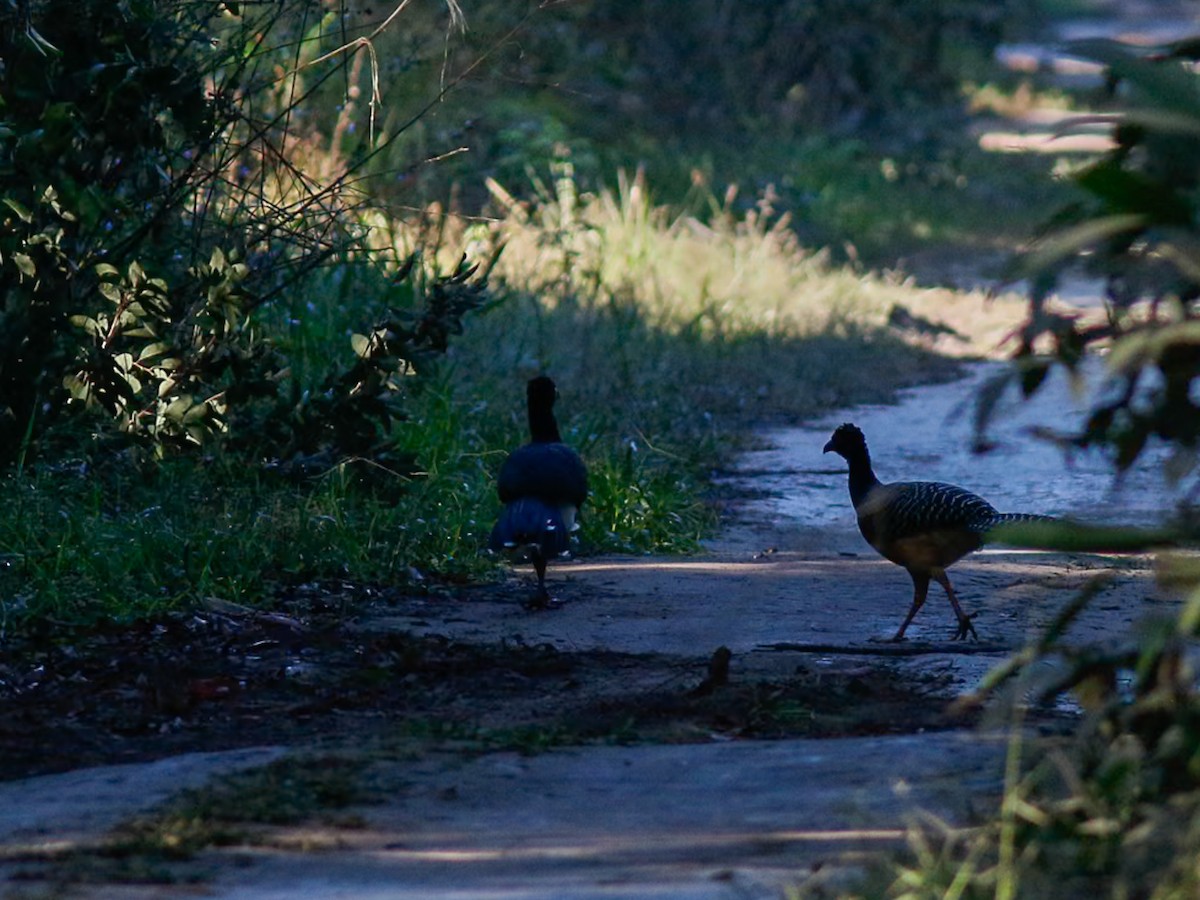 Bare-faced Curassow - ML646153556